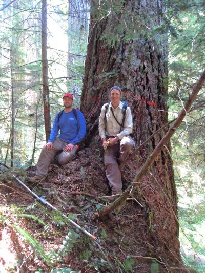 Old-Growth Forest