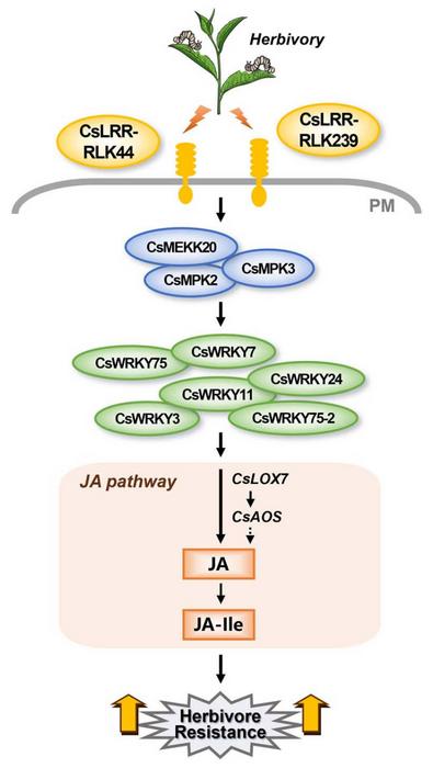 Tea plants arm themselves: two key receptors trigger herbivore defenses