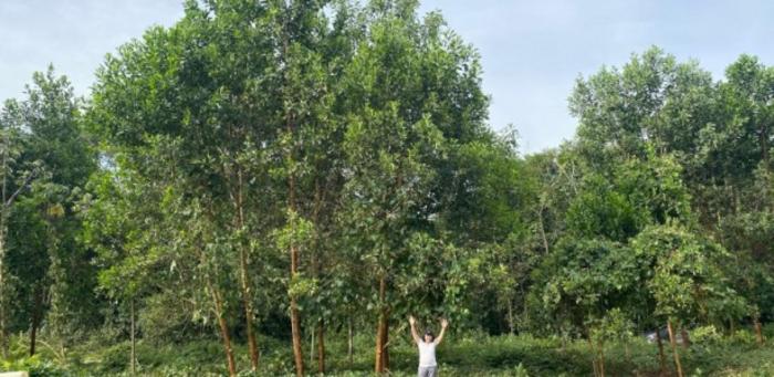 Soil fertilization with Amazonian dark earth increases tree diameter by up to 88%