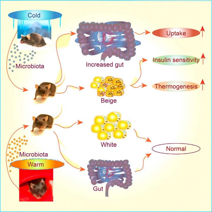 Cold Shifts the Composition of the Gut Microbiota