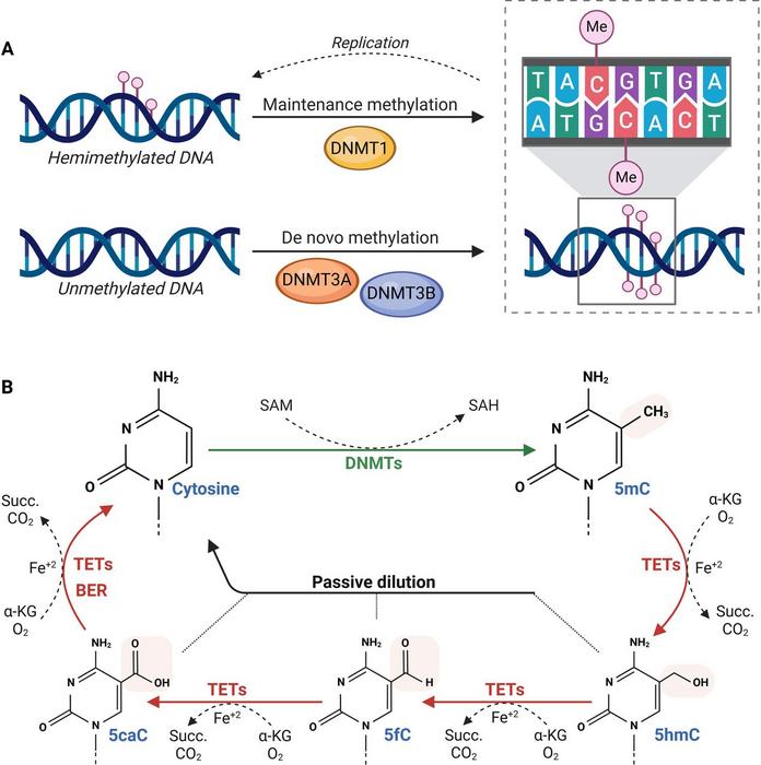 DNA methylation and demethylation dynamics.