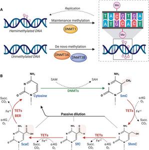 DNA methylation and demethylation dynamics.