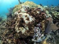 Star Coral