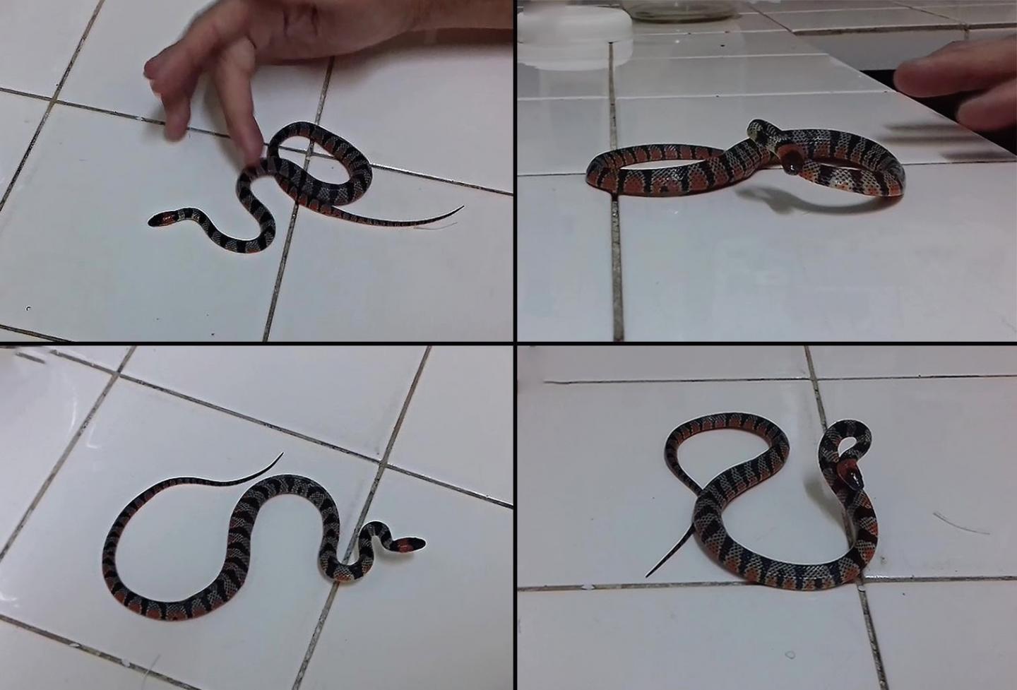 Some defensive types of behaviour displayed by the juvenile Oxyrhopus rhombifer