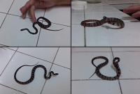 Some defensive types of behaviour displayed by the juvenile Oxyrhopus rhombifer