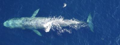 Top of Blue Whale