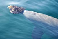 Bottlenose Dolphin