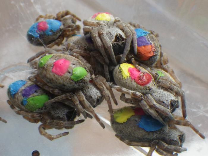 Stegodyphus spiders