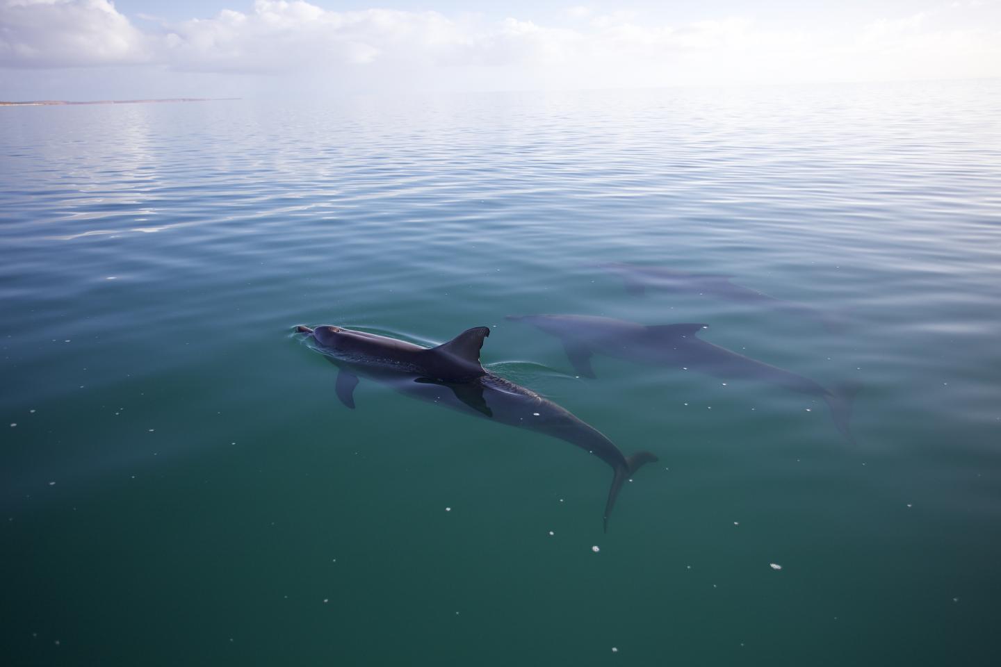 Allied Male Dolphins 2