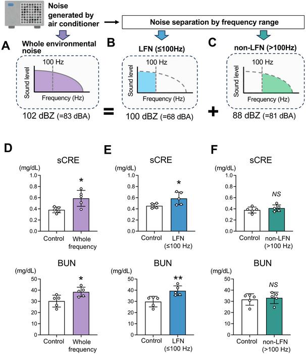 Effect of environmental noise on kidney biomarkers
