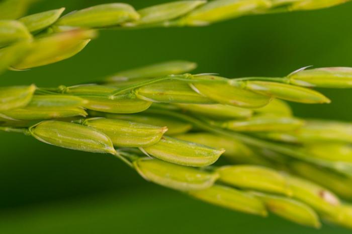 Texas rice growers optimistic despite challenges