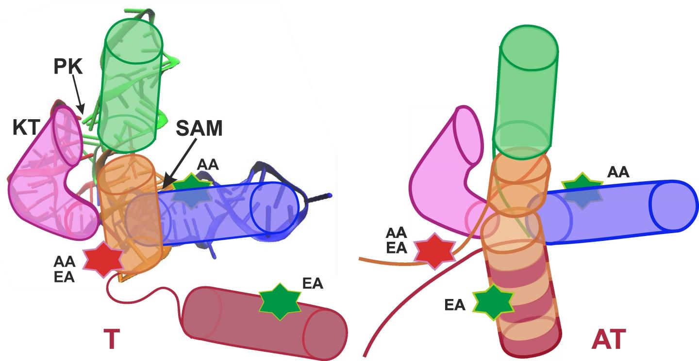 How Switches Work in Bacteria