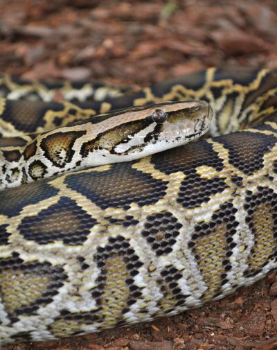 Pythons May Hold Clues to New Heart Therapies (3 of 5)