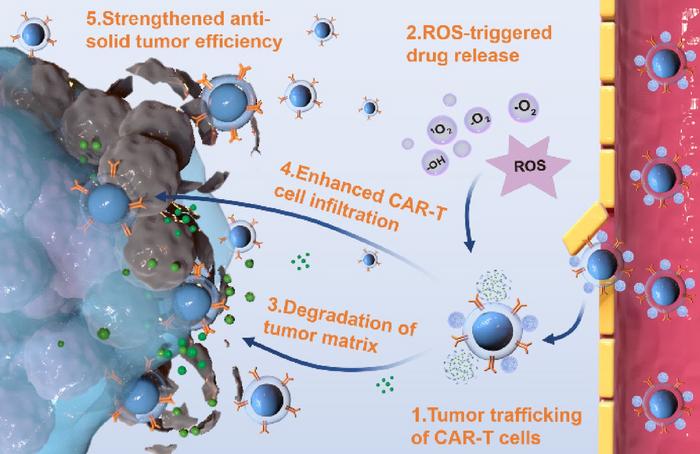 Schematic illustration of HAase nanogel-armed CAR-T cell strategy