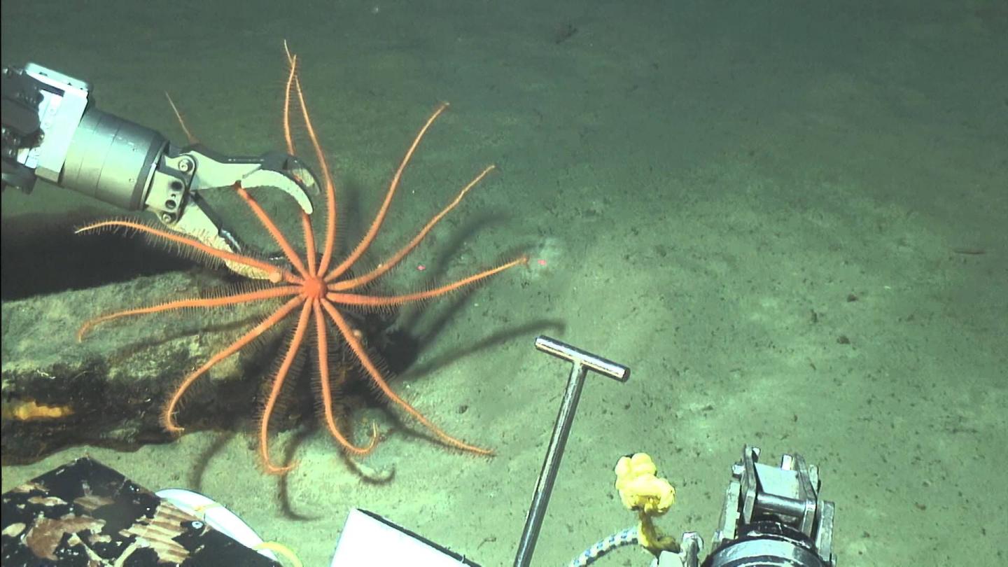 Sea Star Collection