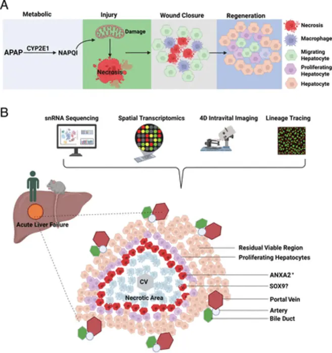 The scheme of using integrative multimodal approaches to dissect the cellular and molecular mechanisms regulating wound healing and liver regeneration in ALF.