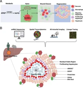 The scheme of using integrative multimodal approaches to dissect the cellular and molecular mechanisms regulating wound healing and liver regeneration in ALF.