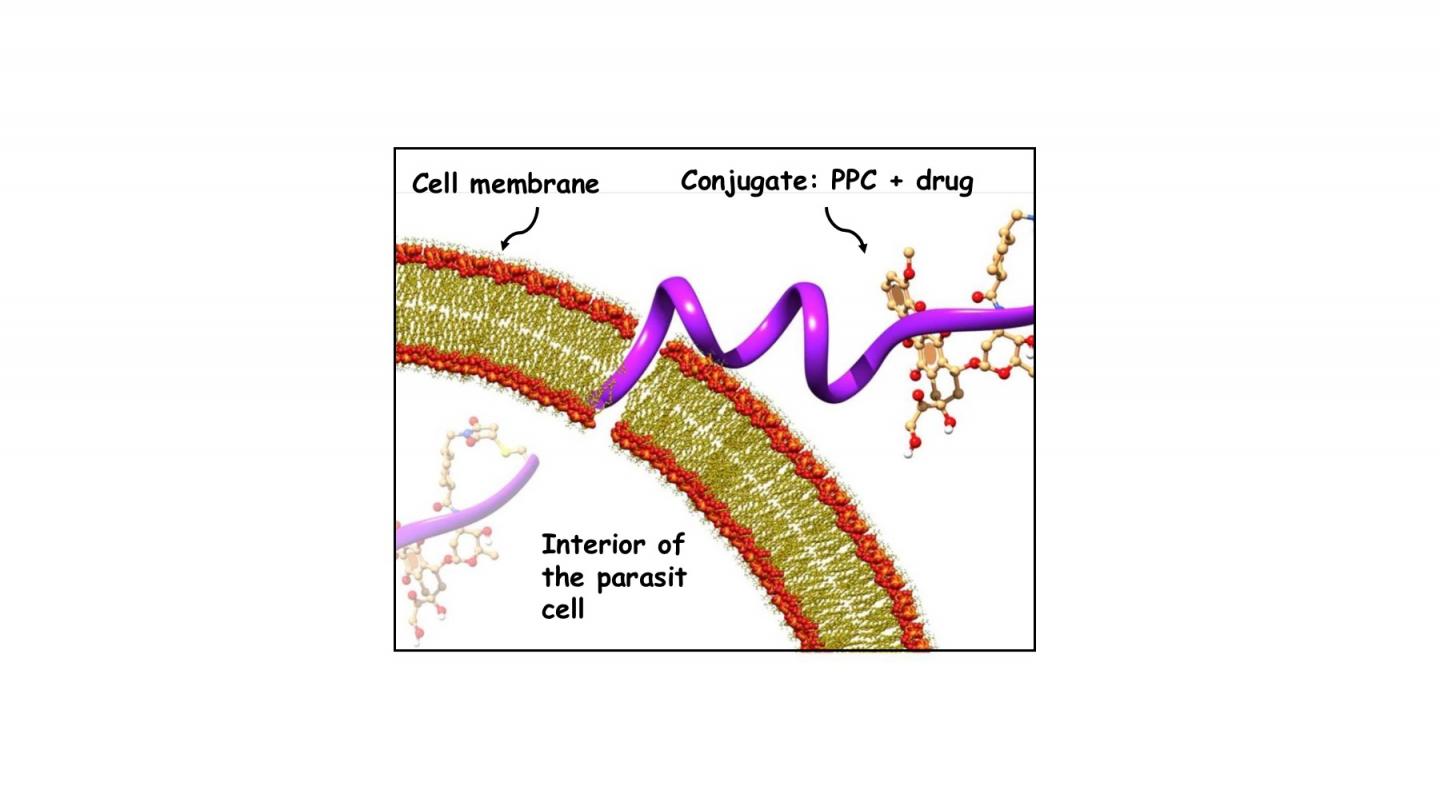 Schematic representation