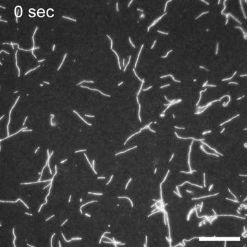 Fluorescent-microtubules Run Randomly on the Surface of PDMS