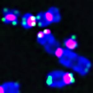 Telomeres and Centromeres interaction