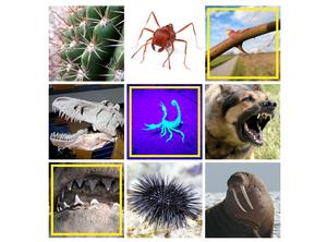Fangs, spines, tusks