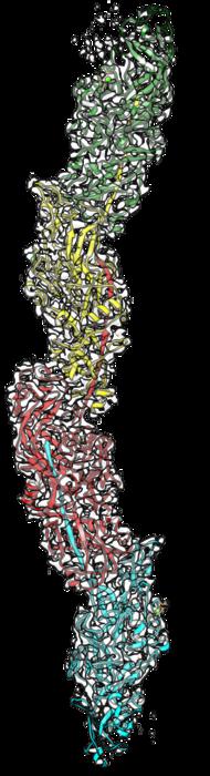 Cryo-EM model of Mfa filament from P. gingivalis