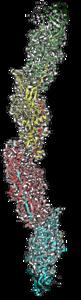 Cryo-EM model of Mfa filament from P. gingivalis