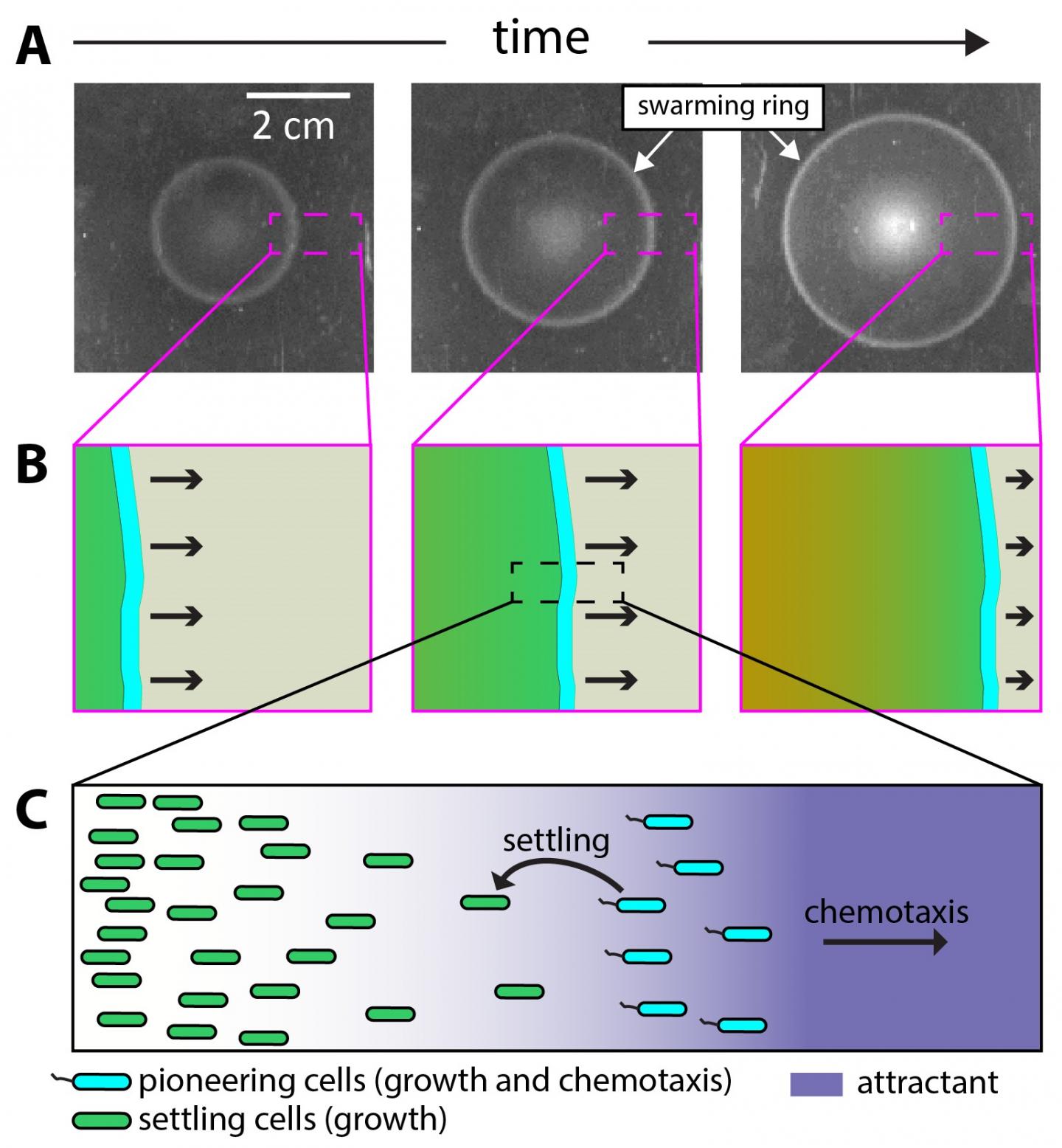 Expanding Population of Chemotactic Bacteria