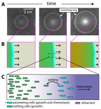 Expanding Population of Chemotactic Bacteria