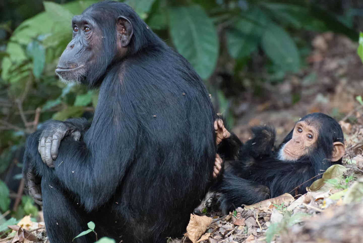 Mother Chimpanzee and Son