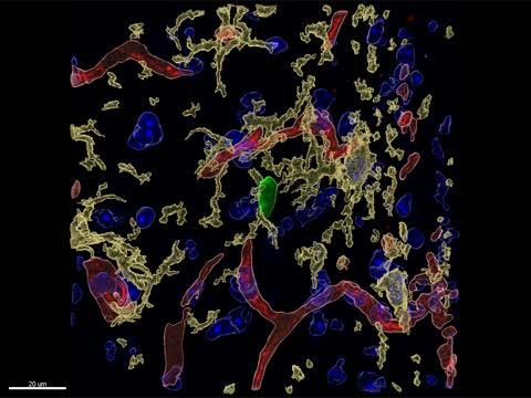 Rotating Image of a Slice of Mouse Brain