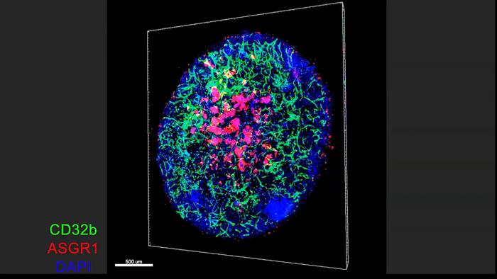 Growing blood vessels in liver organoids