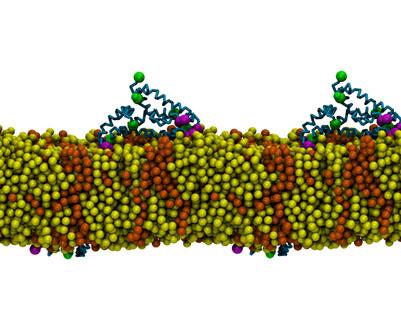 Protein Aggregation