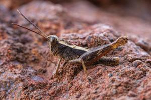 Eyprepocprifas insularis
