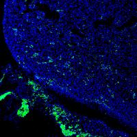 The Promise of Chimeric Organisms