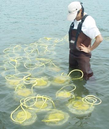 Field Sampling Effort Where Intact Benthic Community Cores Were Collected