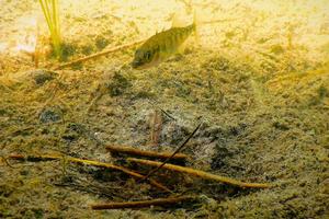 Stickleback