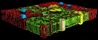 Biological Membrane