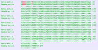 Silent Code