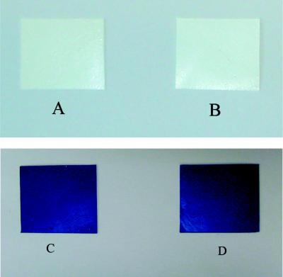 A New Antimicrobial Paint
