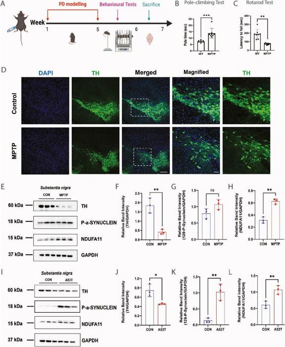 Validation of NDUFA11 in vivo