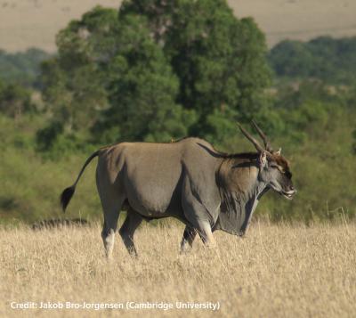 An Old Eland Bull