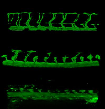 Zebrafish