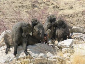 A group of chacma baboons