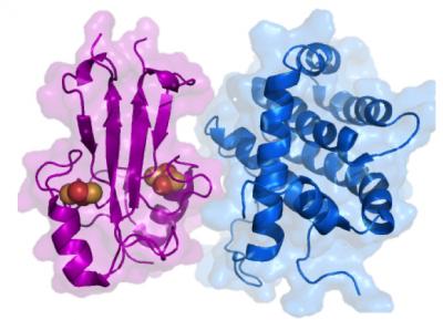 Proteins (2 of 2)