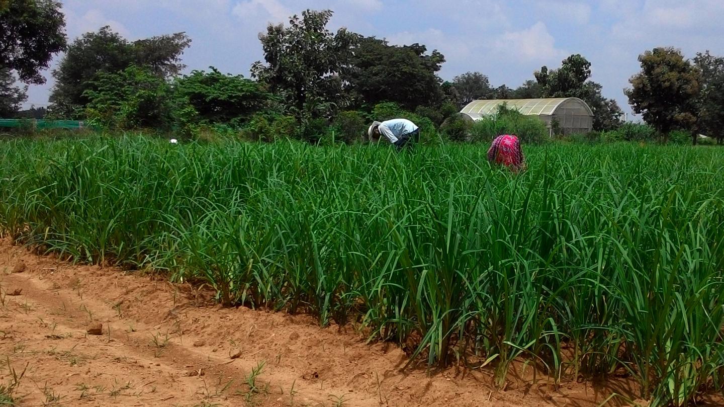 Cultivation of Finger Millet in India
