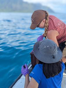 Field work in Kāneʻohe Bay