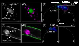 Simultaneous observation of two fluorescent proteins within plant cells