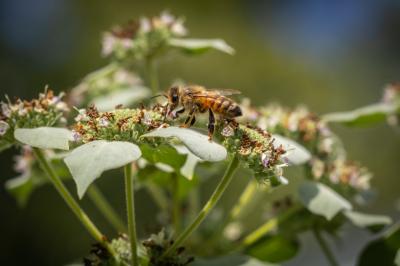 Honey Bee on Flower