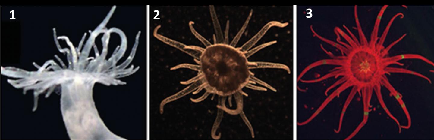 Aiptasia